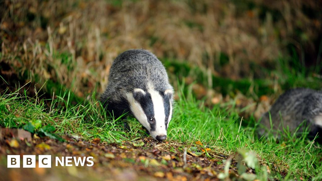 You are currently viewing Devon and Cornwall trains cancelled due to collapsing badger sett