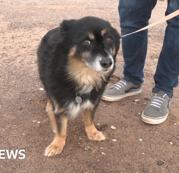 Bonfire night challenging for pets, Devon vet says