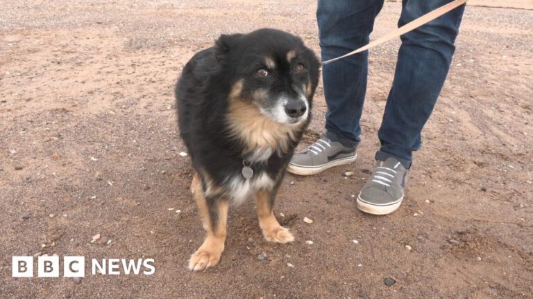 Read more about the article Bonfire night challenging for pets, Devon vet says