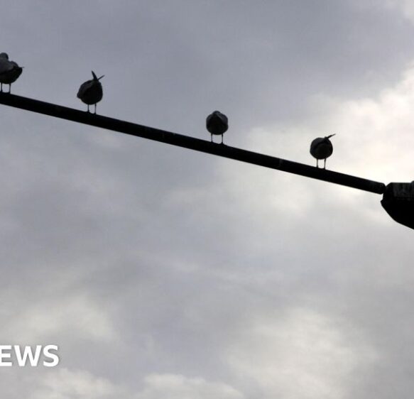 Council to make decision over future of Devon street light trial