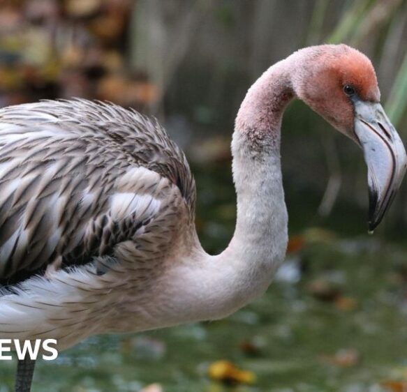 Search goes on for ‘naughty teenager’ flamingo missing from Hayle