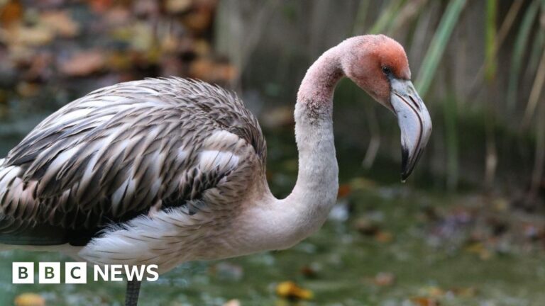 Read more about the article Search goes on for ‘naughty teenager’ flamingo missing from Hayle