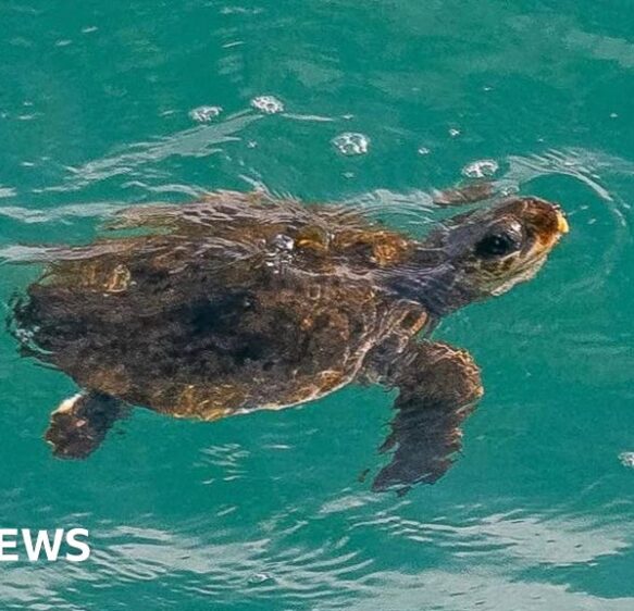 Concerns as ‘vulnerable’ turtle spotted off Cornwall coast