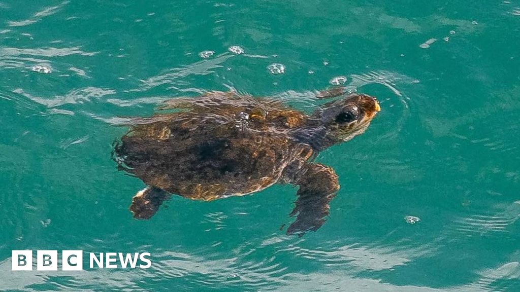 You are currently viewing Concerns as ‘vulnerable’ turtle spotted off Cornwall coast