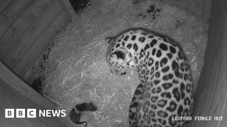 Read more about the article ‘Huge milestone’ as rare leopard cub born at Dartmoor Zoo