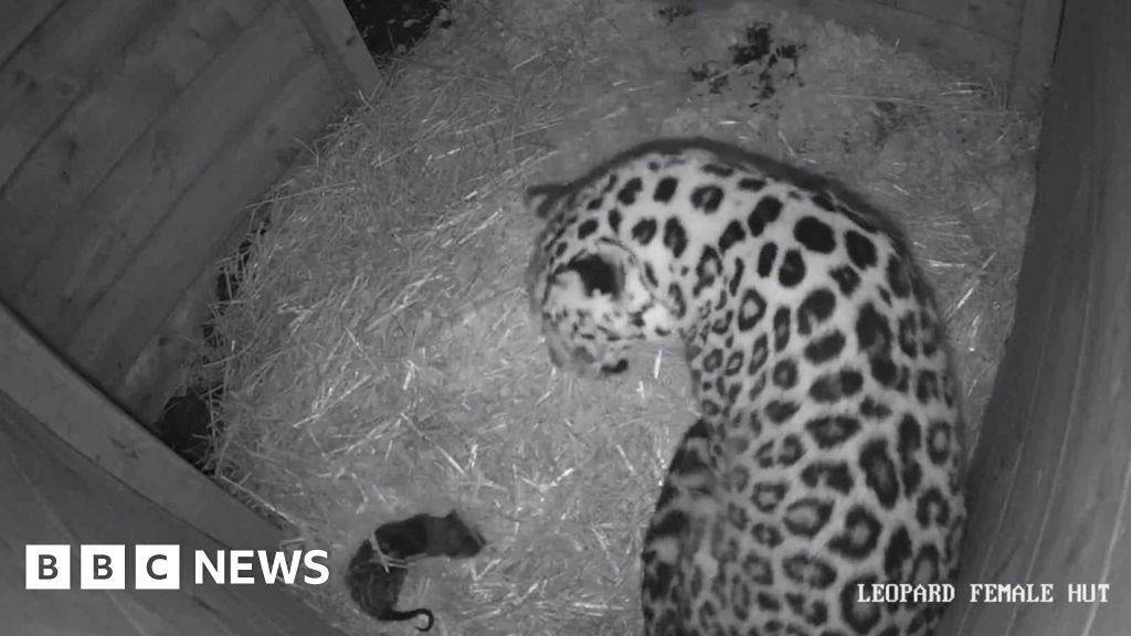 You are currently viewing ‘Huge milestone’ as rare leopard cub born at Dartmoor Zoo
