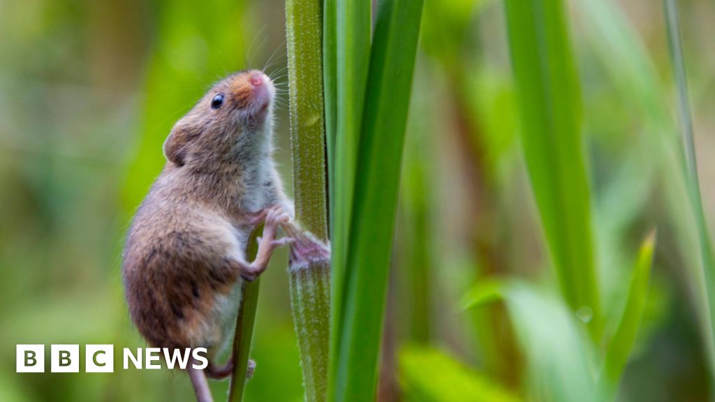 You are currently viewing Children help search for harvest mice nests in Devon