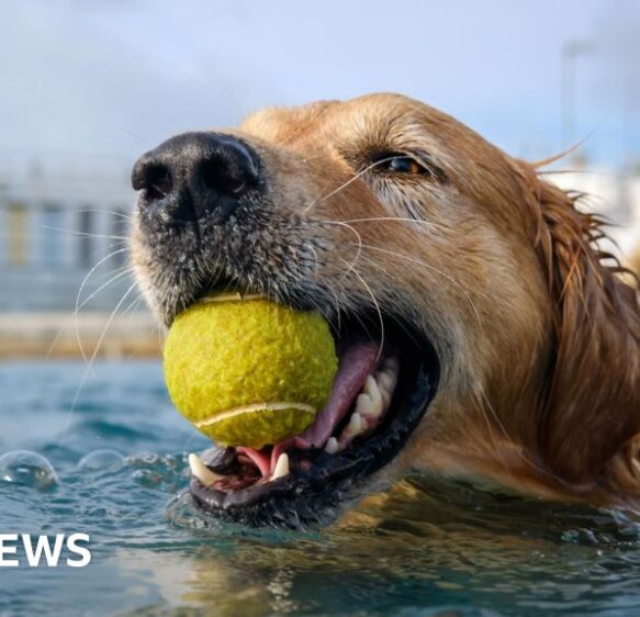 Dogs take plunge at lido for annual swim