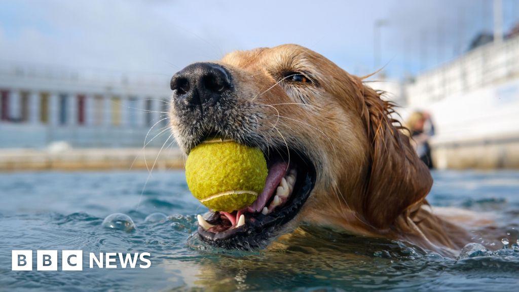 You are currently viewing Dogs take plunge at lido for annual swim