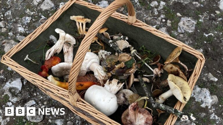 Read more about the article East Devon fungus group champions citizen science