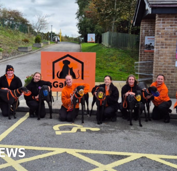 Plea to rehome unwanted ex-racing greyhounds at Plymouth shelter