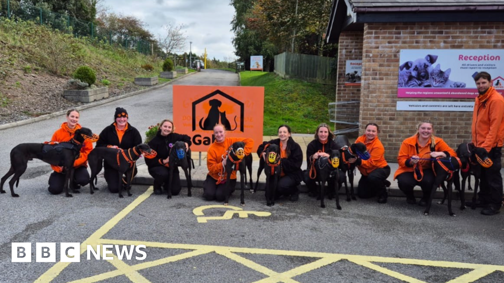 You are currently viewing Plea to rehome unwanted ex-racing greyhounds at Plymouth shelter