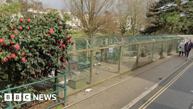 Read more about the article Dawlish left ‘heartbroken’ after bird flu confirmed in aviary
