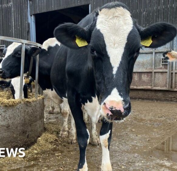 Record number of cases of bluetongue confirmed in Cornwall