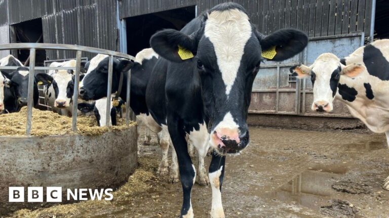 Read more about the article Record number of cases of bluetongue confirmed in Cornwall