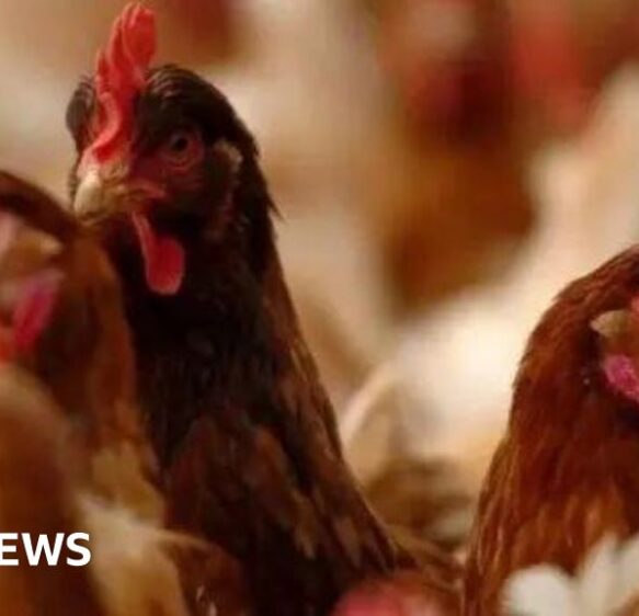 Production worry for Devon farmer amid ‘chicken lockdown’