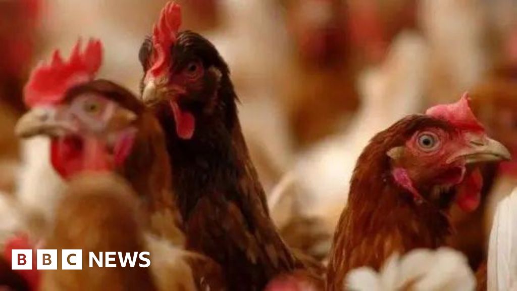 You are currently viewing Production worry for Devon farmer amid ‘chicken lockdown’