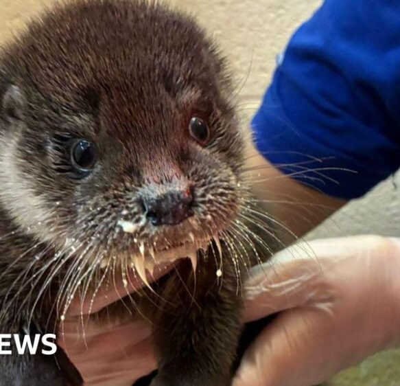 Otter found injured by Taunton road recovering at rescue centre
