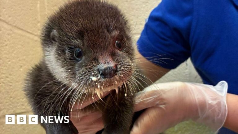 Read more about the article Otter found injured by Taunton road recovering at rescue centre