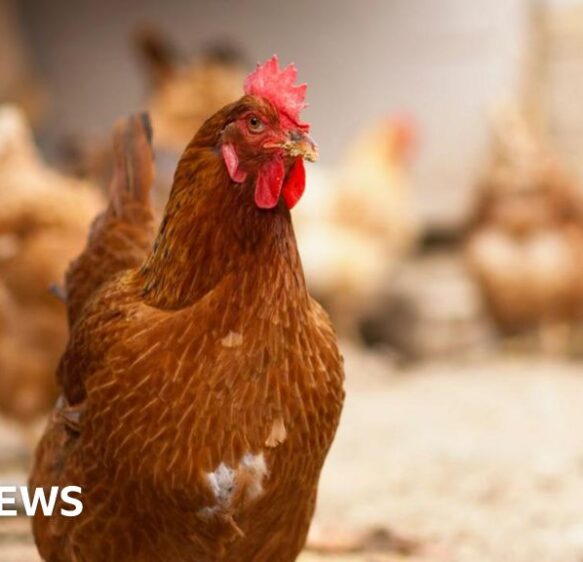 Bird flu confirmed at Somerset commercial poultry site