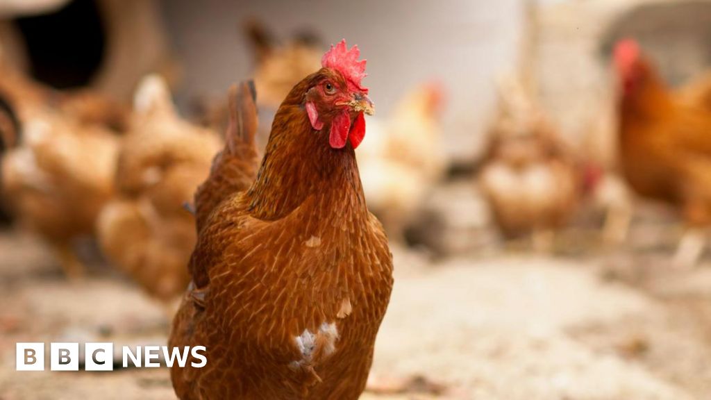 You are currently viewing Bird flu confirmed at Somerset commercial poultry site