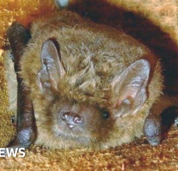Bats move in to converted pumping station and WW2 pillbox