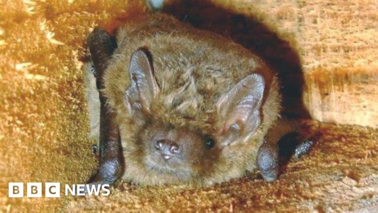 Read more about the article Bats move in to converted pumping station and WW2 pillbox