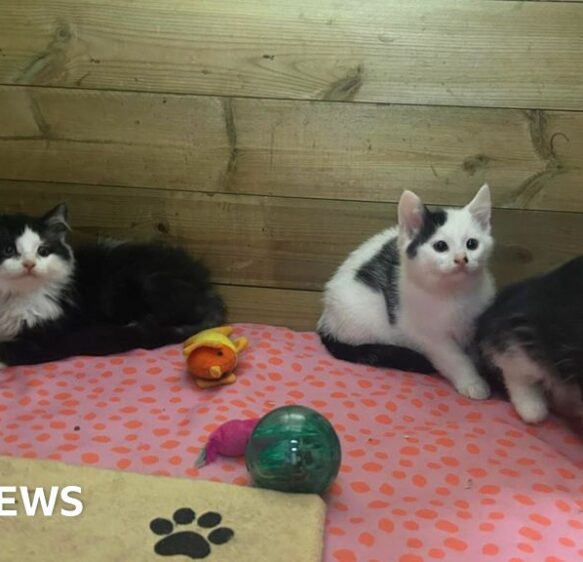 Four malnourished kittens saved from landfill site