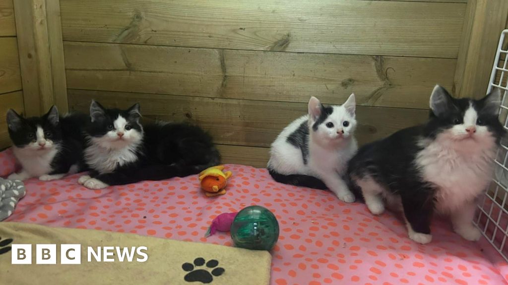 You are currently viewing Four malnourished kittens saved from landfill site