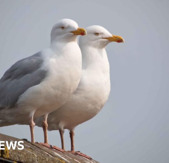 Seagull steals hospital visitor’s handbag at Bournemouth Hospital