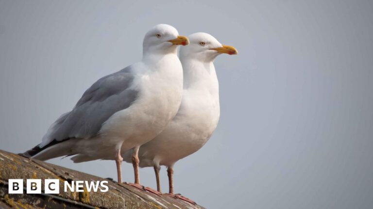 Read more about the article Seagull steals hospital visitor’s handbag at Bournemouth Hospital
