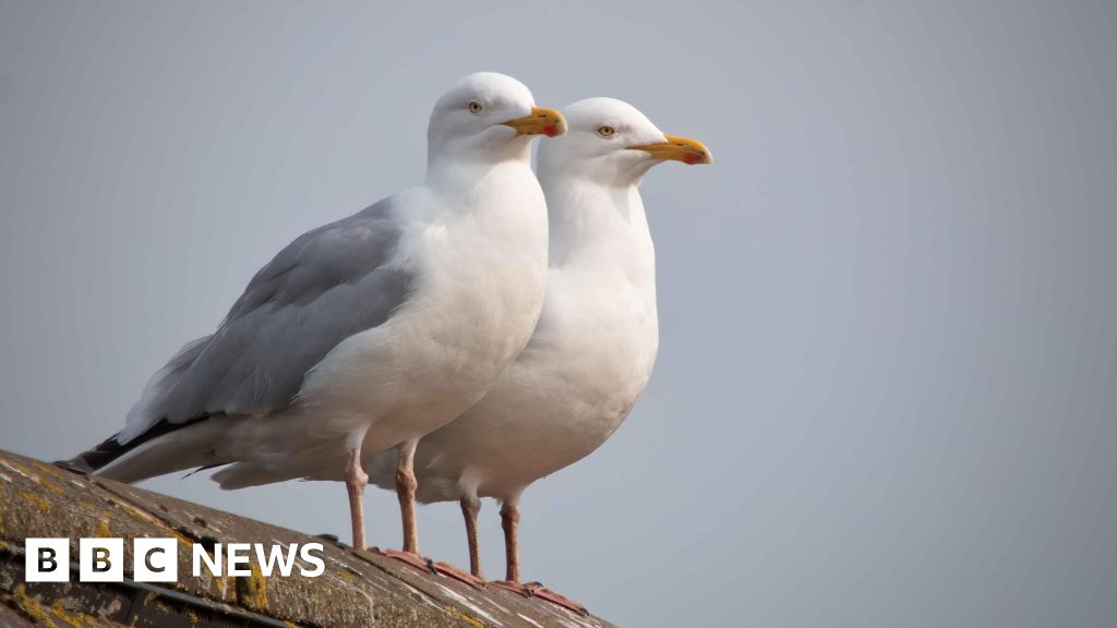 You are currently viewing Seagull steals hospital visitor’s handbag at Bournemouth Hospital