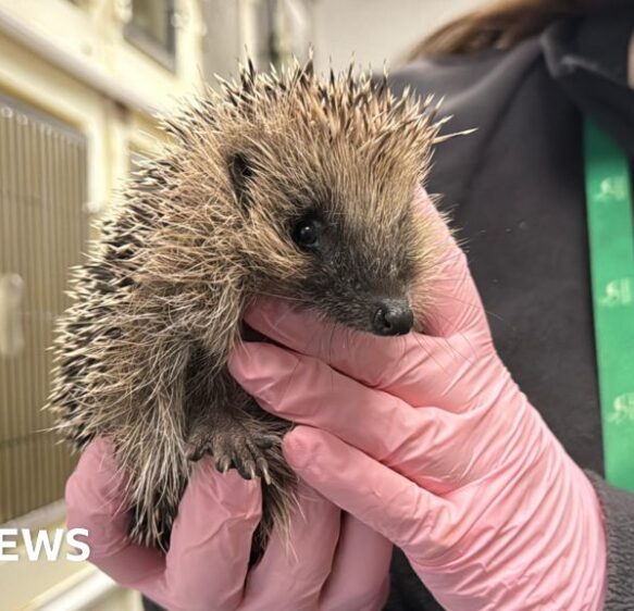 Tips to support hedgehogs from rescue charity Secret World