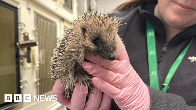 Read more about the article Tips to support hedgehogs from rescue charity Secret World