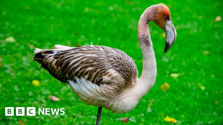 Read more about the article Cornwall park boss ‘pretty certain’ missing flamingo is in France