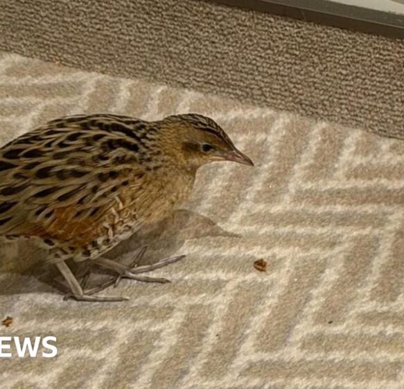 South weekly quiz: Where was this bird found?