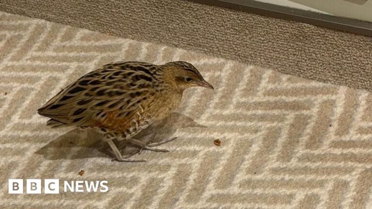 Read more about the article South weekly quiz: Where was this bird found?