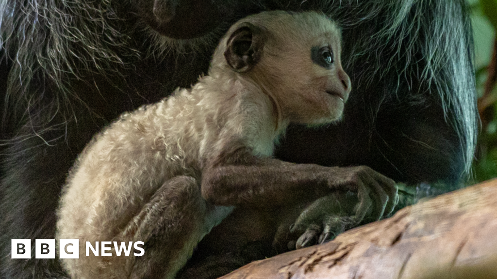 You are currently viewing ‘Adorable’ endangered king colobus monkey born at Paignton Zoo