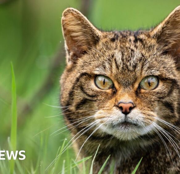 Once-extinct European wildcats set to make a comeback in England