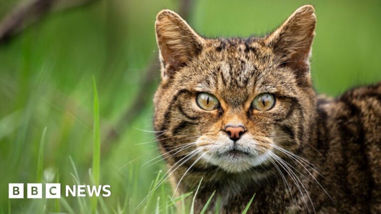 Read more about the article Once-extinct European wildcats set to make a comeback in England