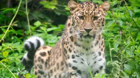 Read more about the article ‘Huge milestone’ as rare leopard cub born at Dartmoor Zoo