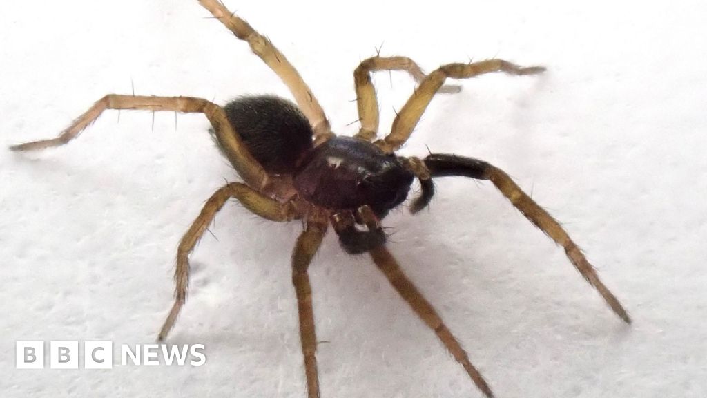 You are currently viewing Five stories from the South you may have missed