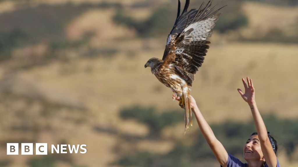 You are currently viewing UK red kites bring Spanish cousins back from the brink