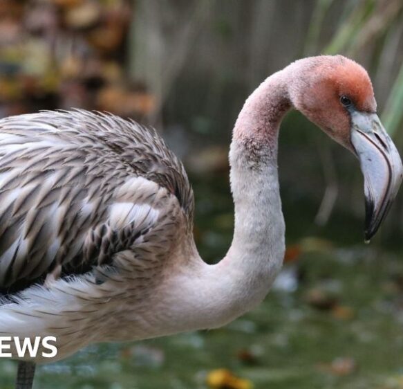 Missing flamingo spotted flying over estuary
