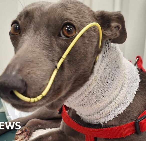 Dog owner says Alabama rot ‘devastating and comes out of nowhere’