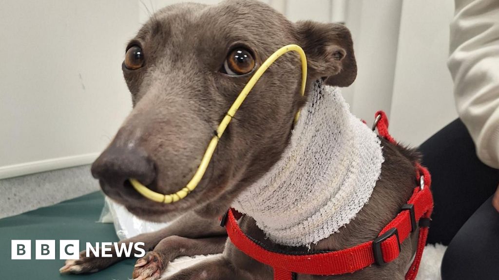 You are currently viewing Dog owner says Alabama rot ‘devastating and comes out of nowhere’