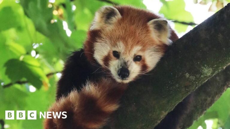 Read more about the article ‘Beloved and cherished’ red panda dies at Cornwall wildlife park