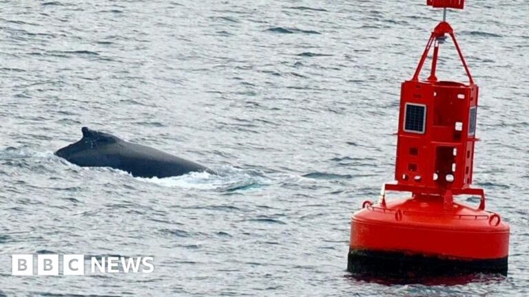 Read more about the article Pi the whale returns to Isles of Scilly during migration