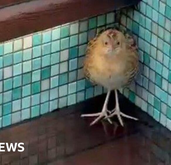 ‘Shivering’ rare corncrake bird rescued on cruise ship