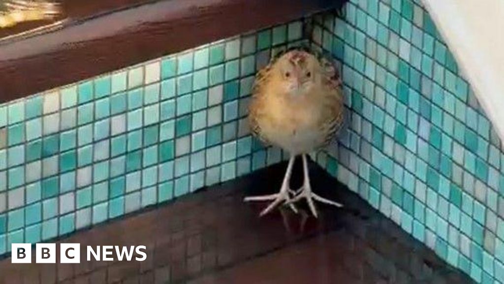 You are currently viewing ‘Shivering’ rare corncrake bird rescued on cruise ship